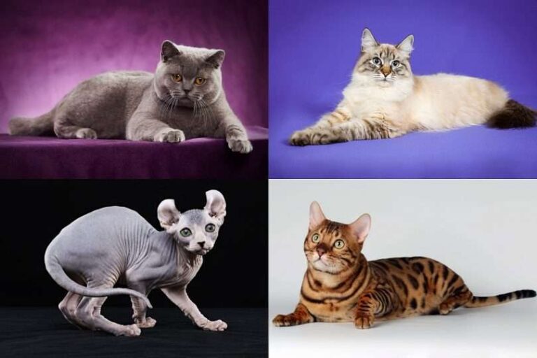 Les races de chats domestiques les plus populaires et leurs caractéristiques